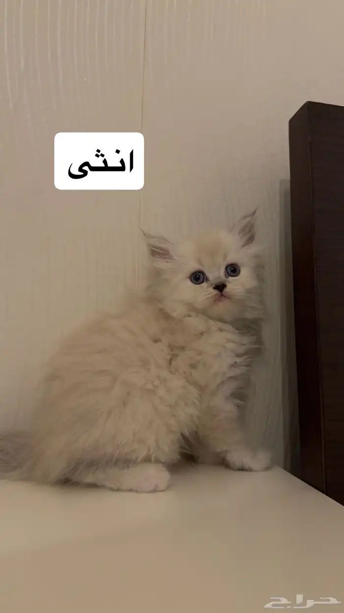 كيتنز للبيع 1