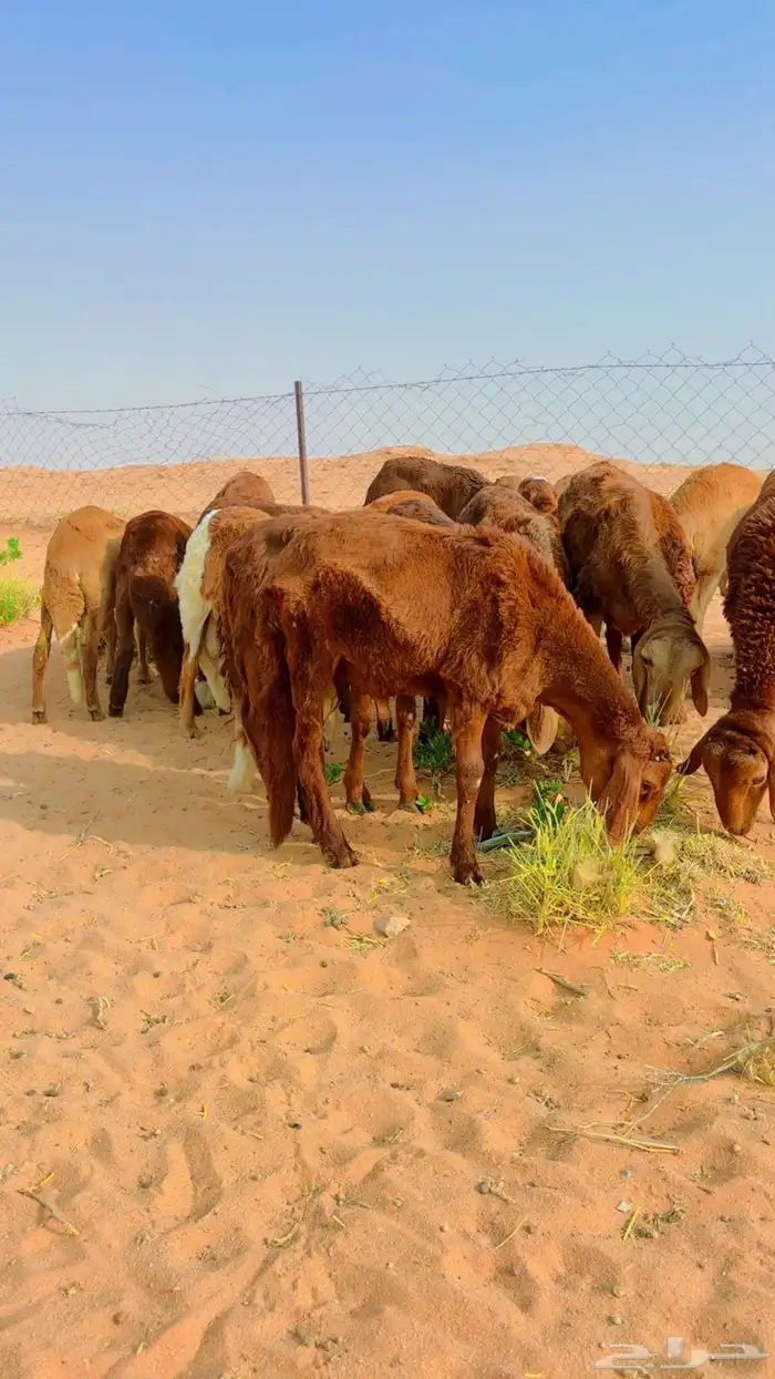 سواكن جذعان مرابي 3