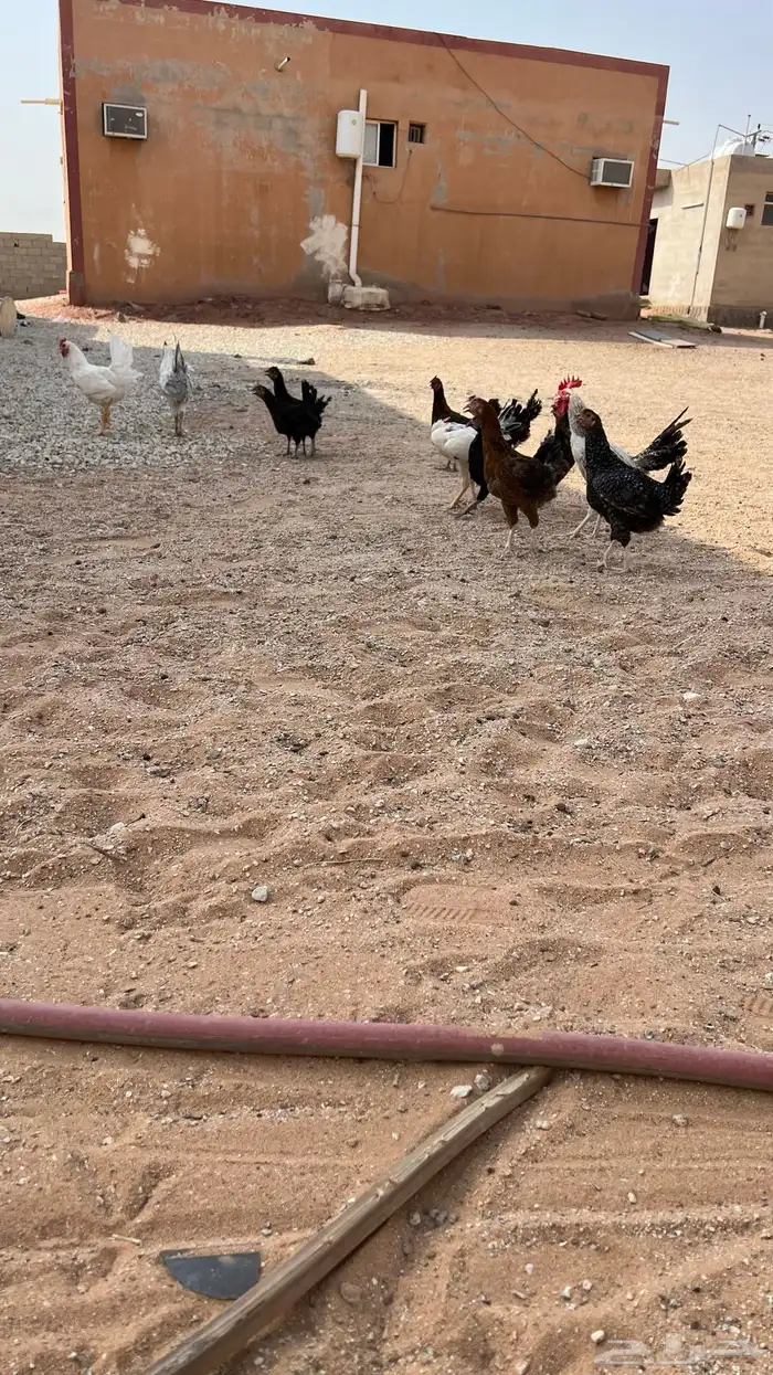 للبيع دجاج بلدي ديكه وا دجاج 10