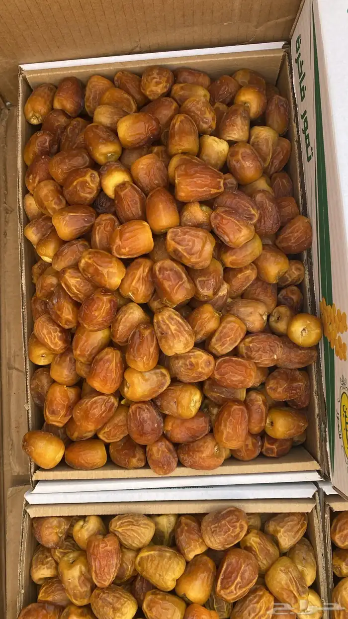 موجود تمور فاخره خراف سنه 1447 هجري 0