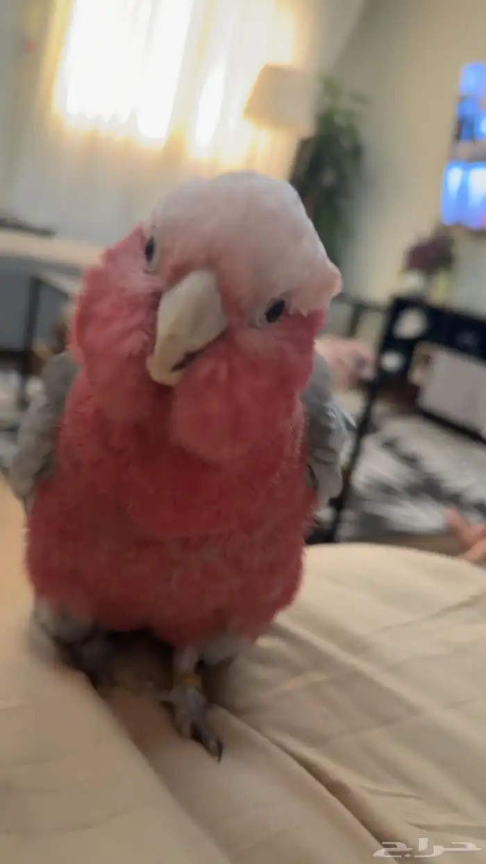 كوكاتو قالا 4