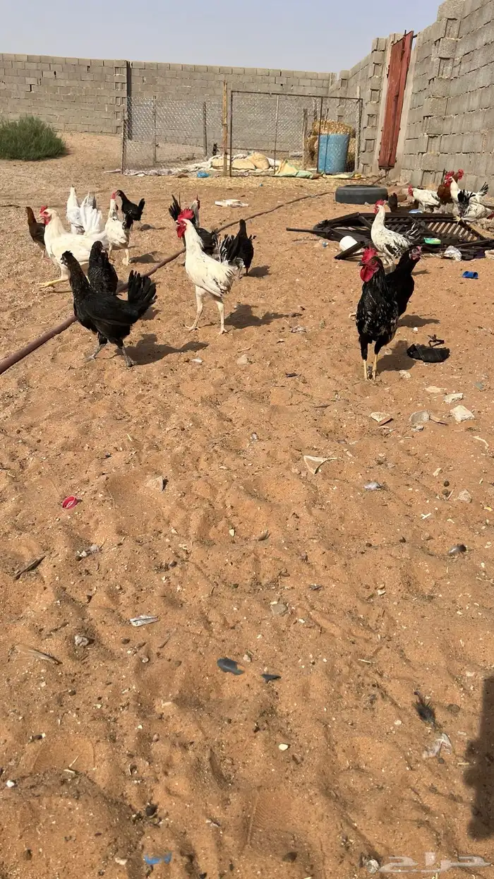 للبيع دجاج بلدي ديكه وا دجاج 13