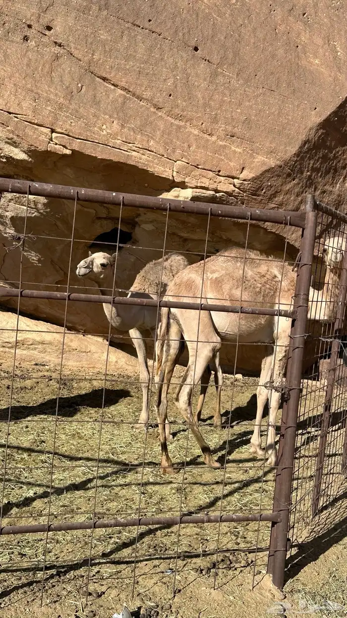 قعدان اثنين 4