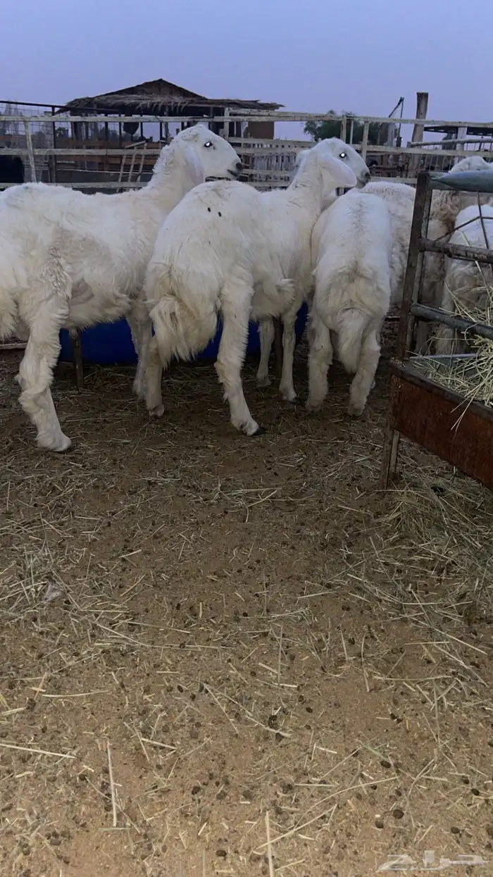 طليان حريات طيبببه ونظيفه شرط 3