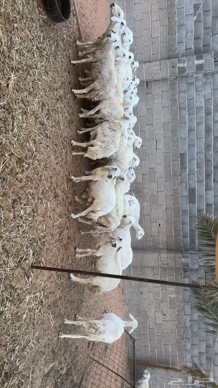 غنم حصيب ودفيع ومقرعه 7