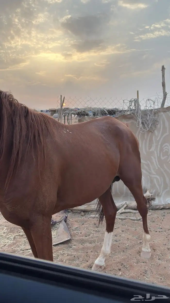 حصان شعبي 2