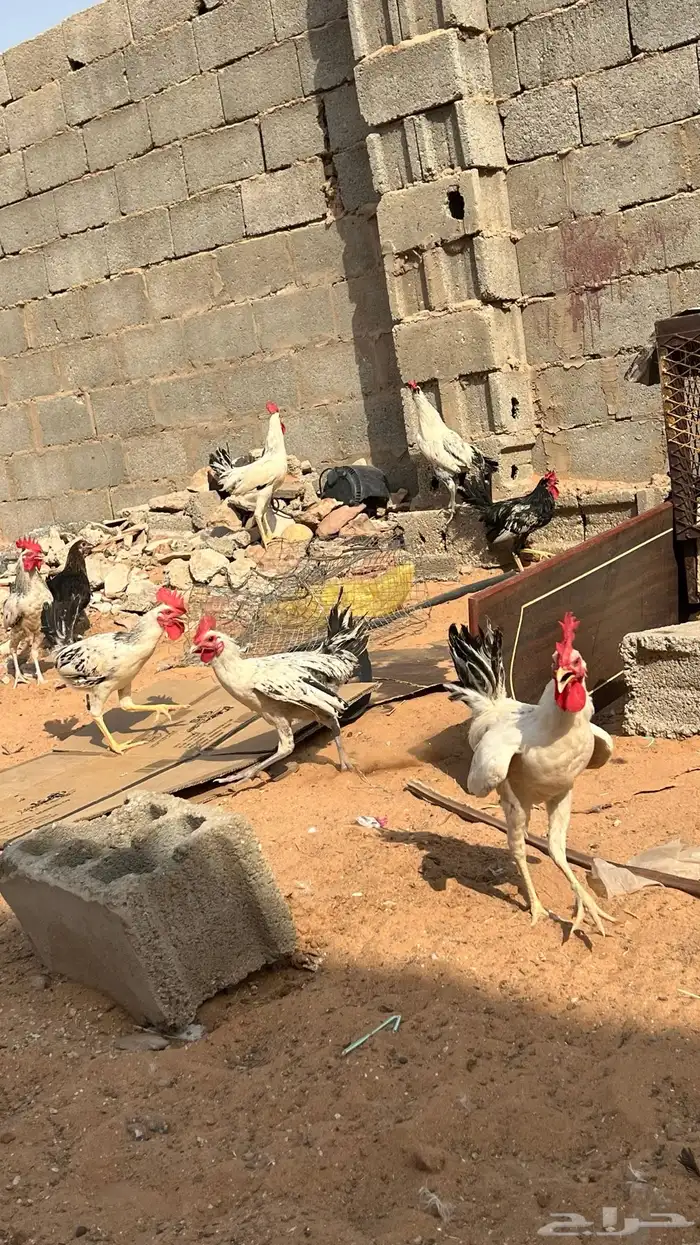 للبيع دجاج بلدي ديكه وا دجاج 7