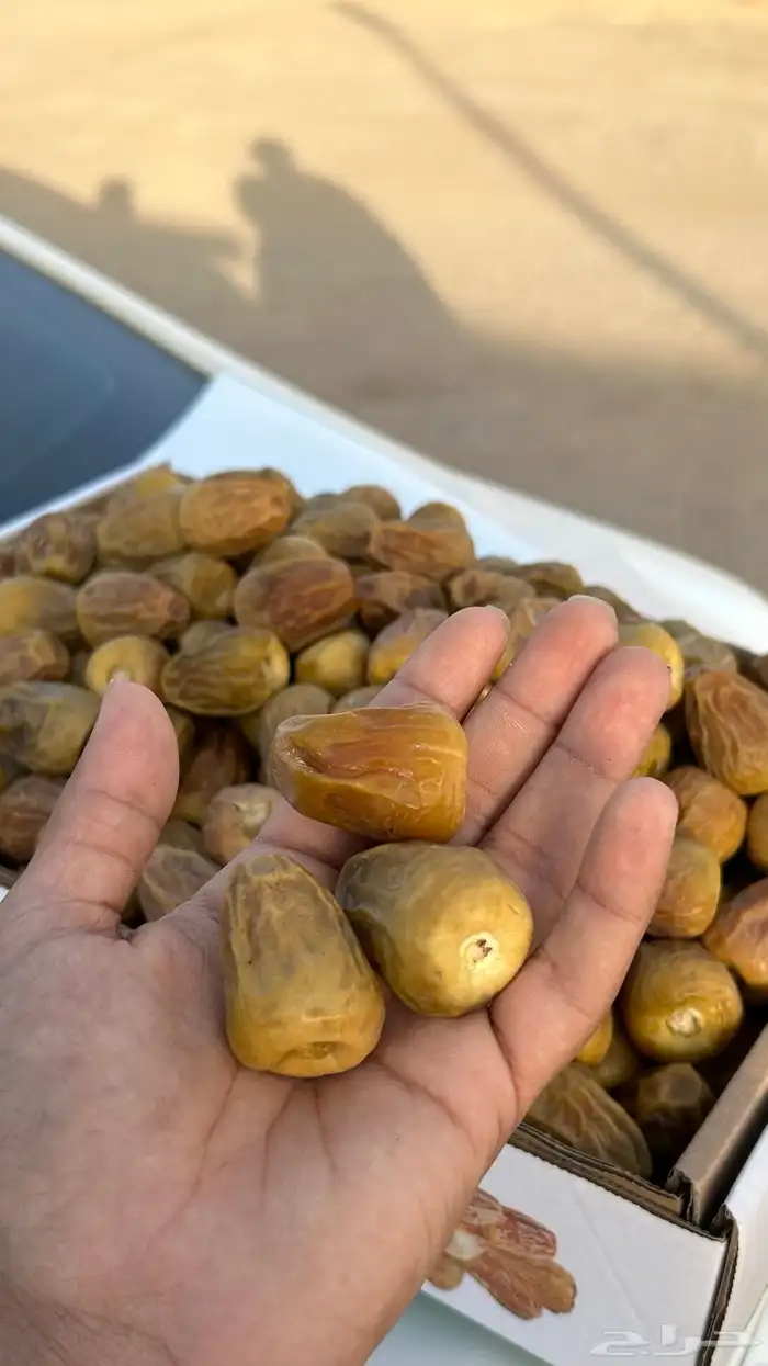 تمر القصيم 0