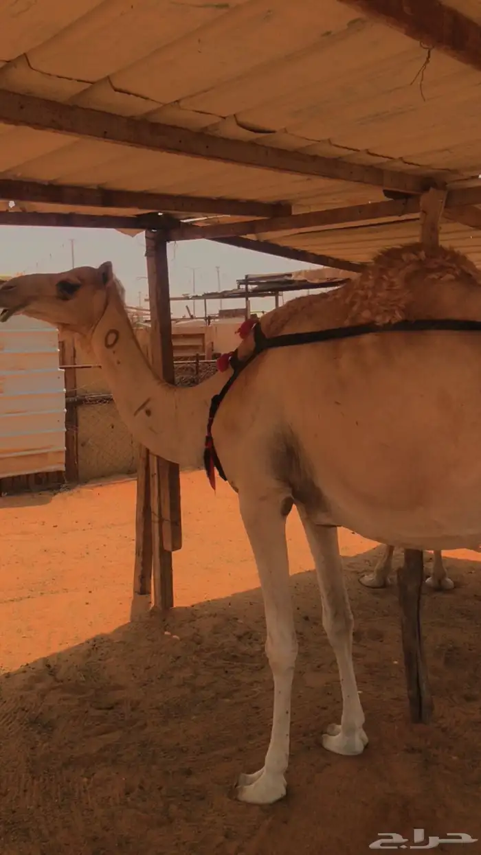 عمانية البيع 0