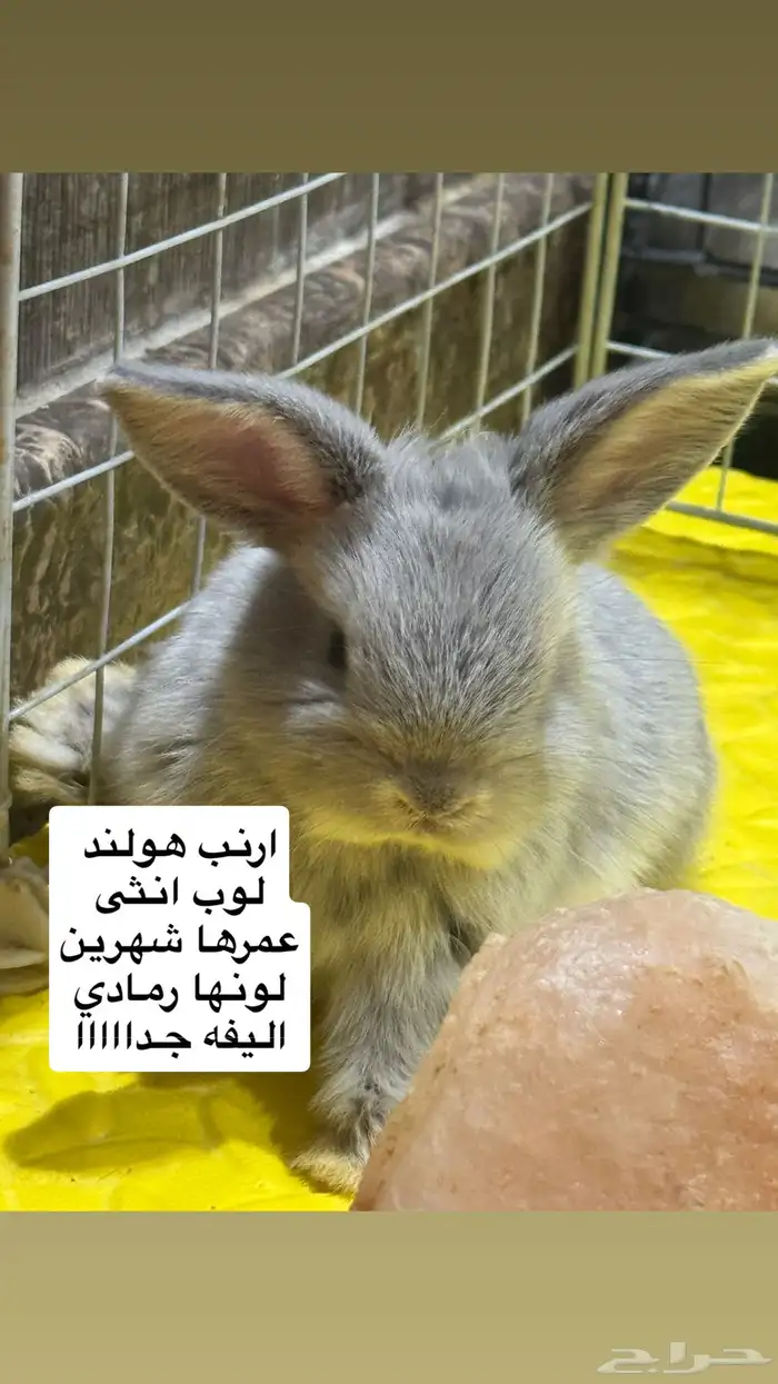 ارانب هولند لوب 11