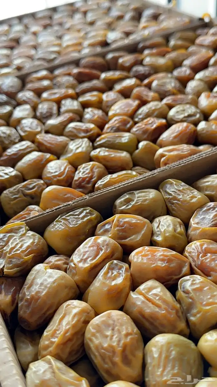 مفتل سكري حبه طيبه 2