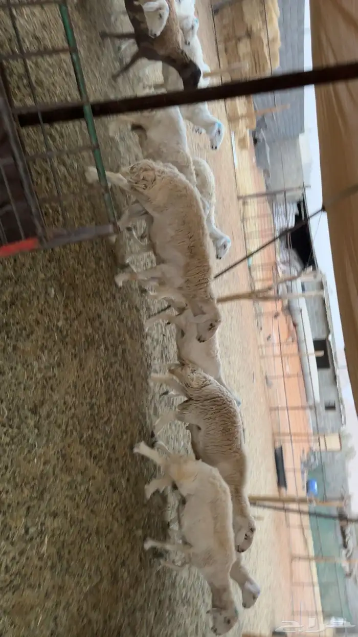غنم حصيب ودفيع ومقرعه 2