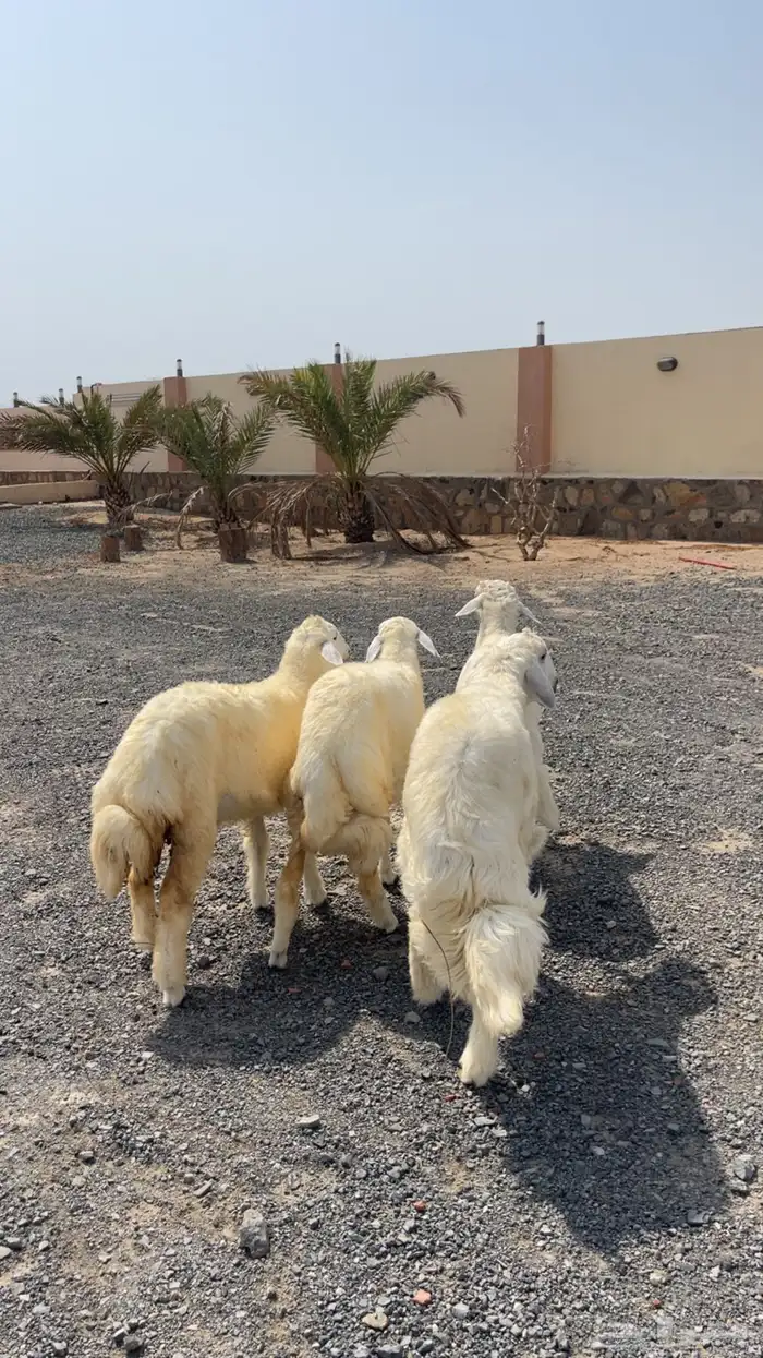 اثنين طليان و اثنين رخال فل شحم و لحم 1