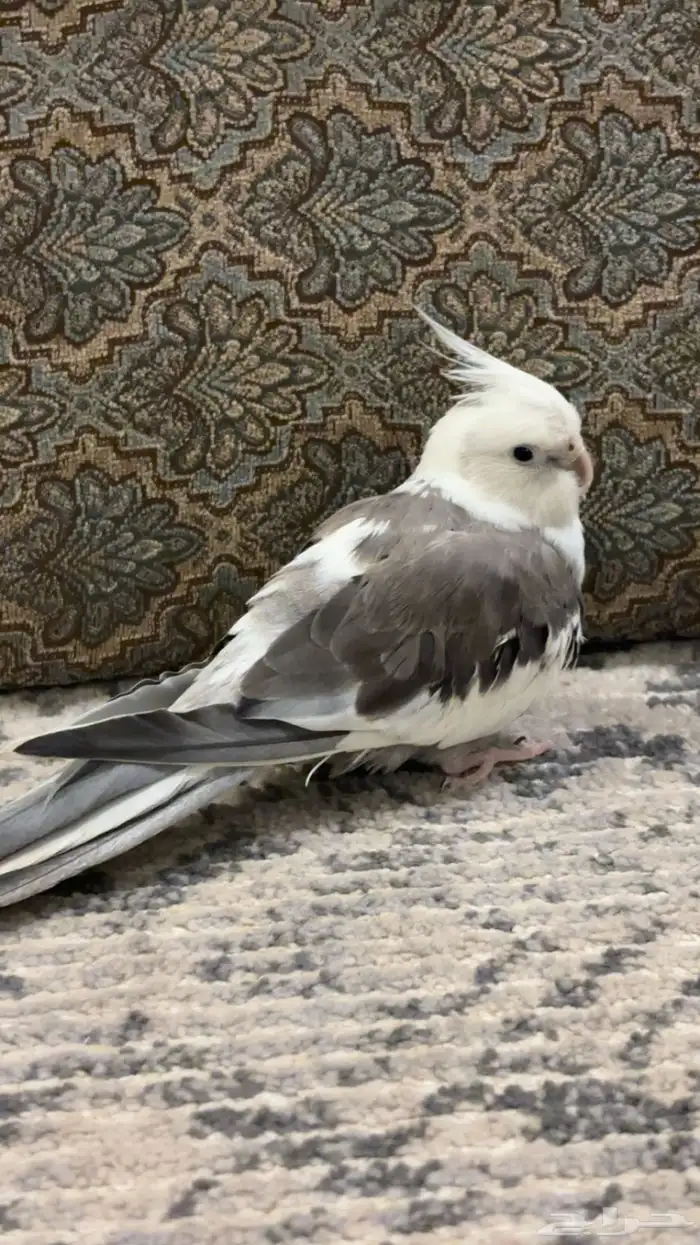 طير كروان 0