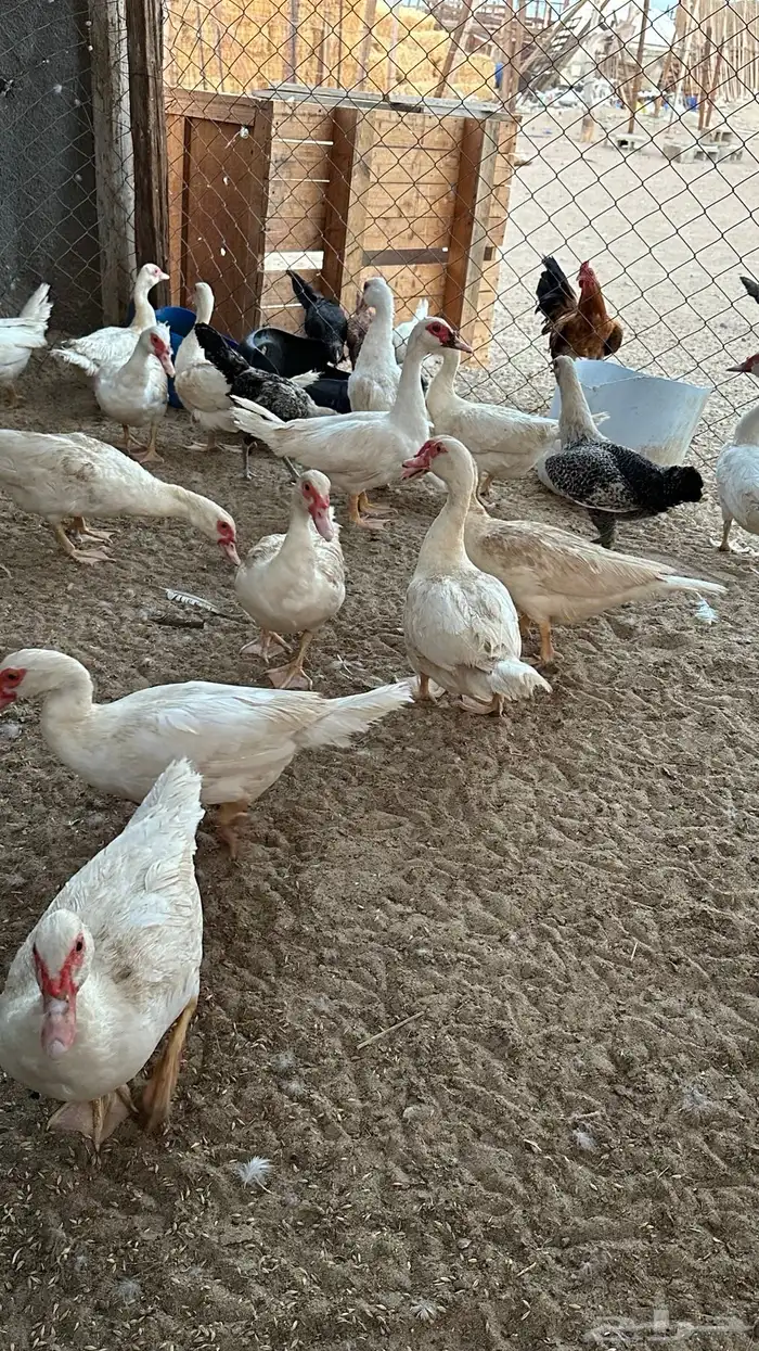 بط مسكوفي 4