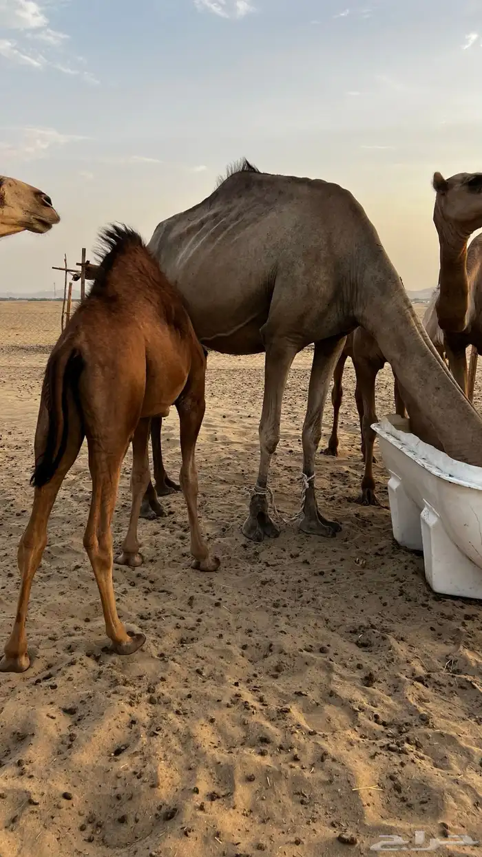بكره زبده على البن 2