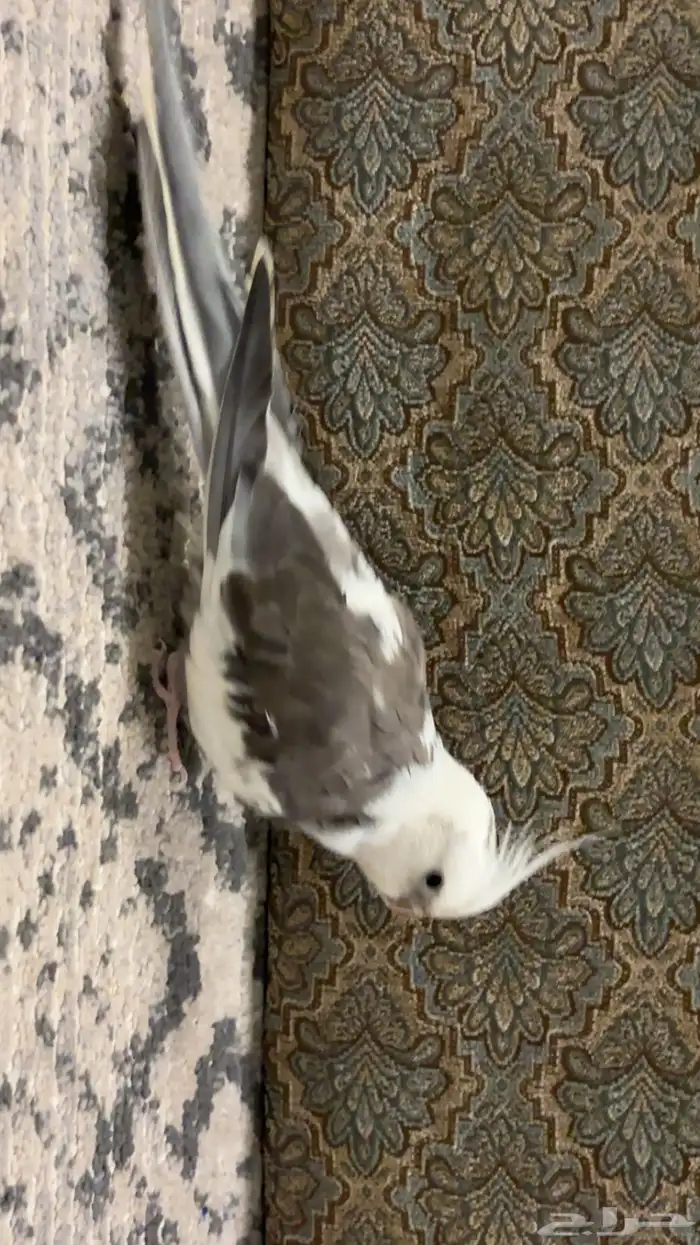 طير كروان 3