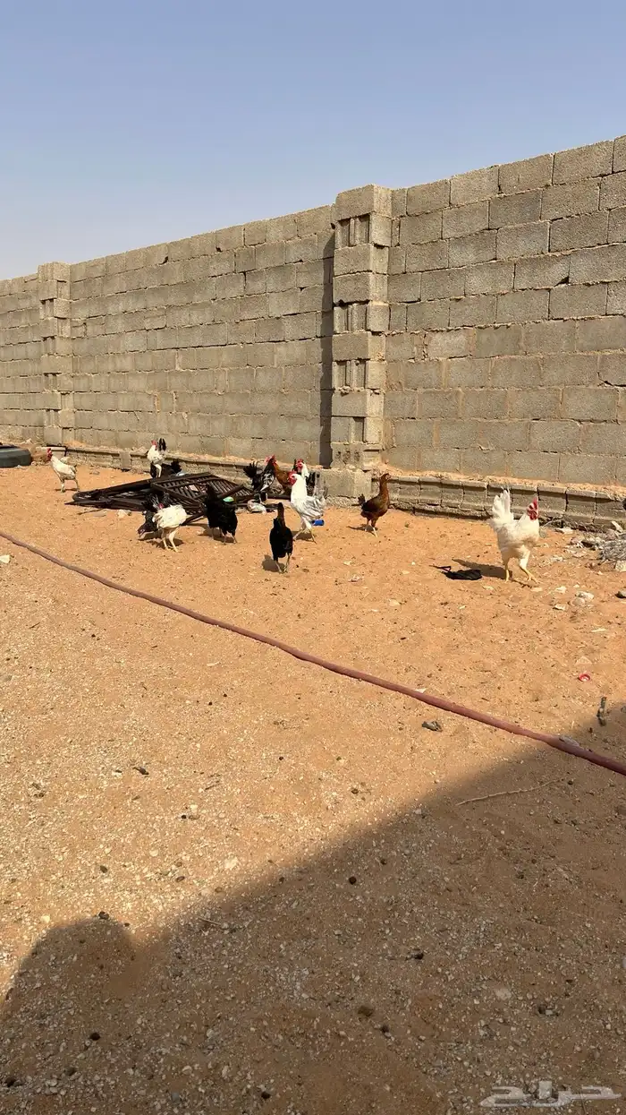 للبيع دجاج بلدي ديكه وا دجاج 15