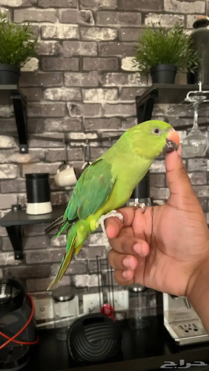 ببغاء الدره سوبر جامبو اليف جد ا ويقبل المسح على كامل الجسم 4