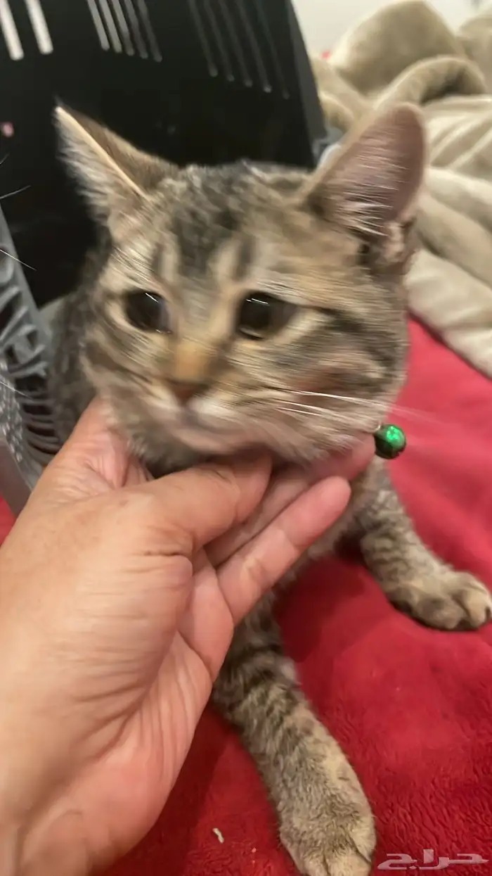 قطه للتبني 2