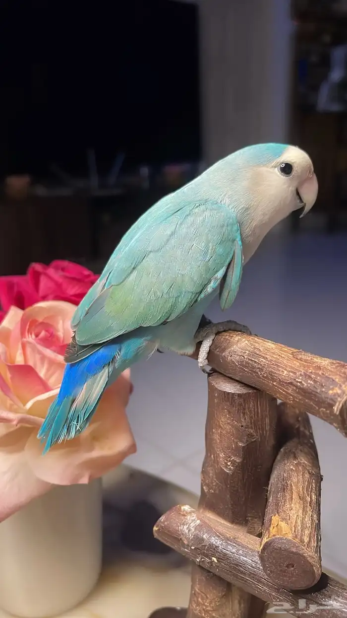 للبيع ببغاء الروز 5