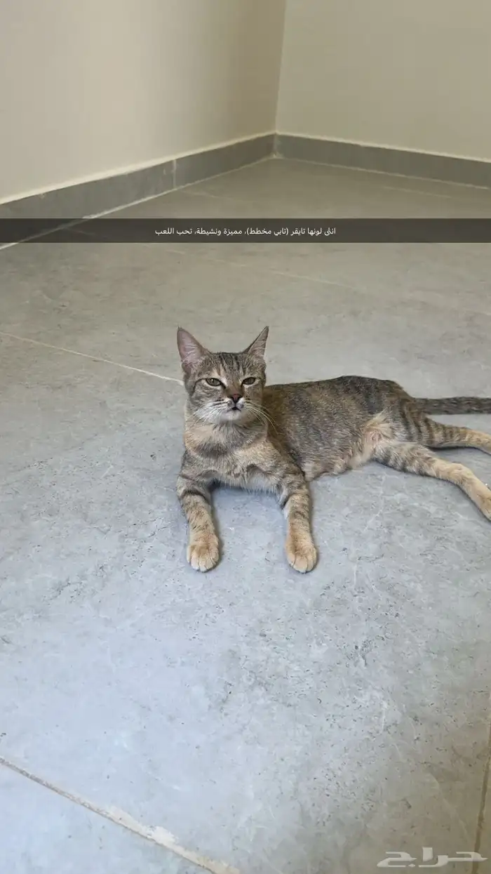 قطط شيرازي للتبني 1