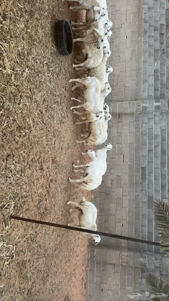 غنم حصيب ودفيع ومقرعه 12