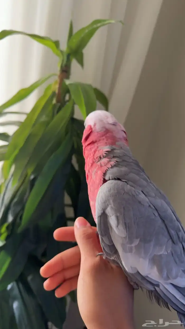 كوكاتو قالا 2