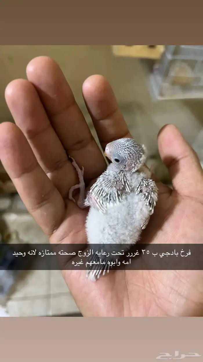 فروخ بادجي 0