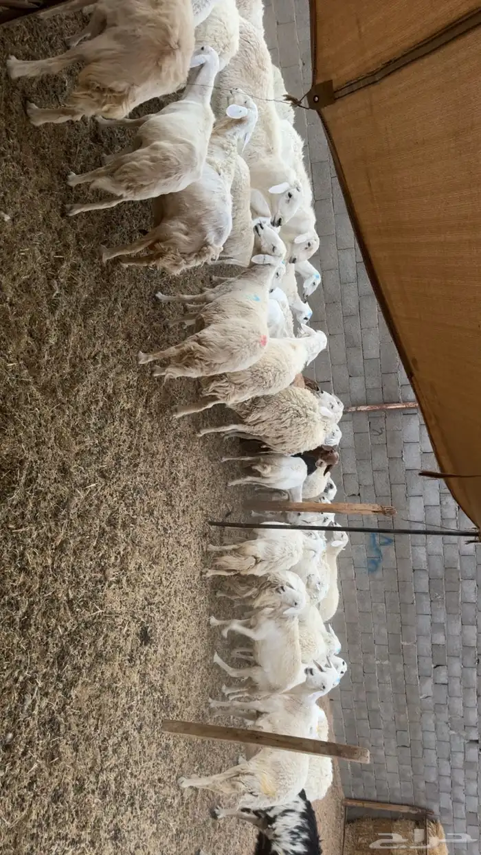 غنم حصيب ودفيع ومقرعه 1
