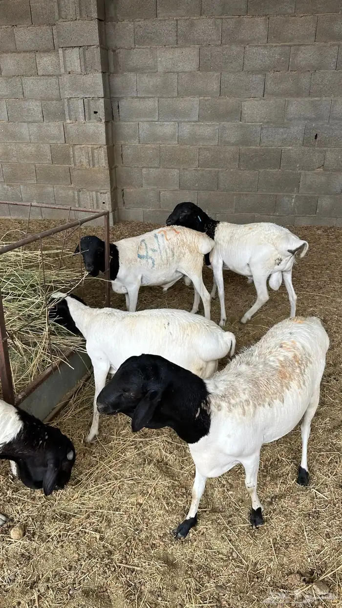 برابر 1