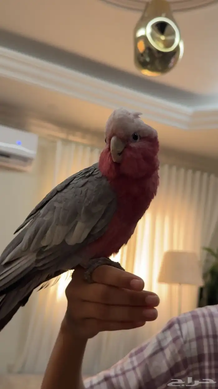 كوكاتو قالا 5