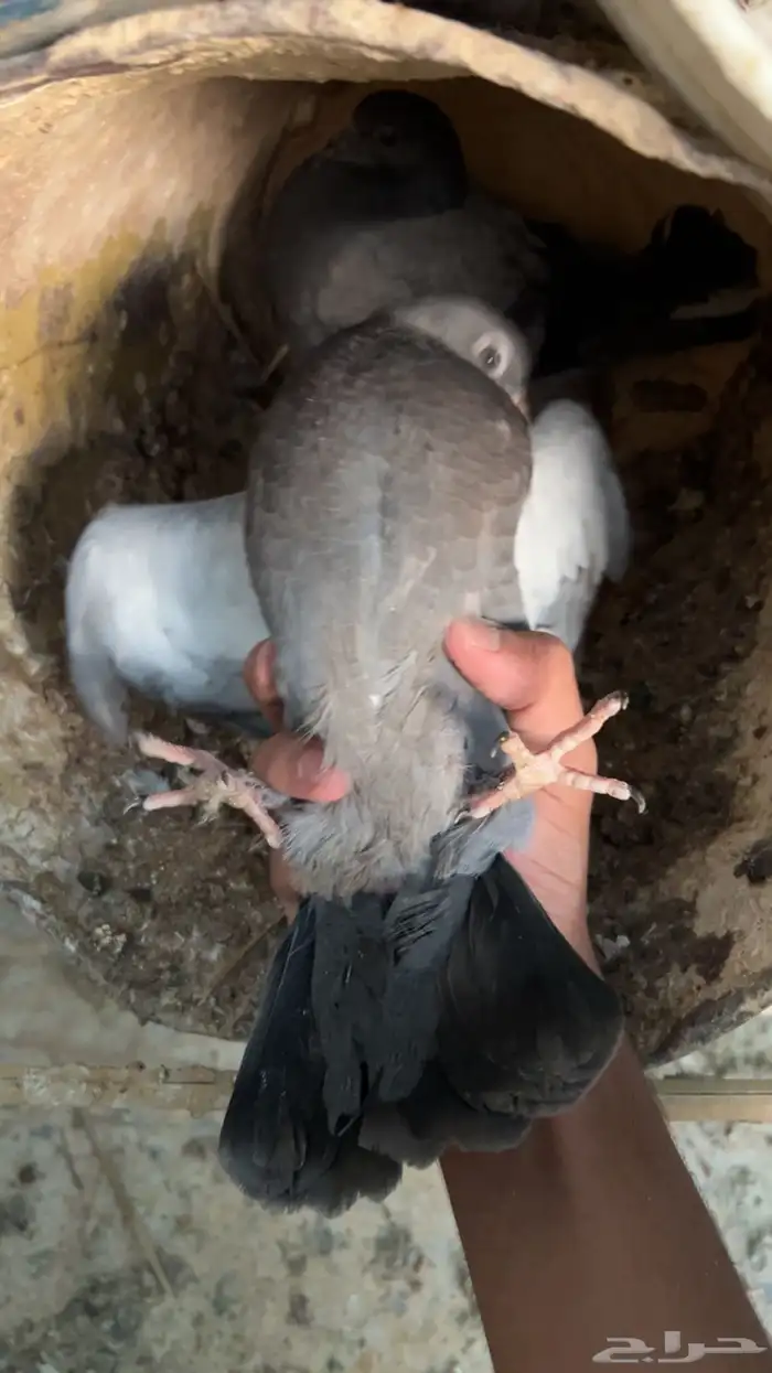 فروخ حمام للبيع 3