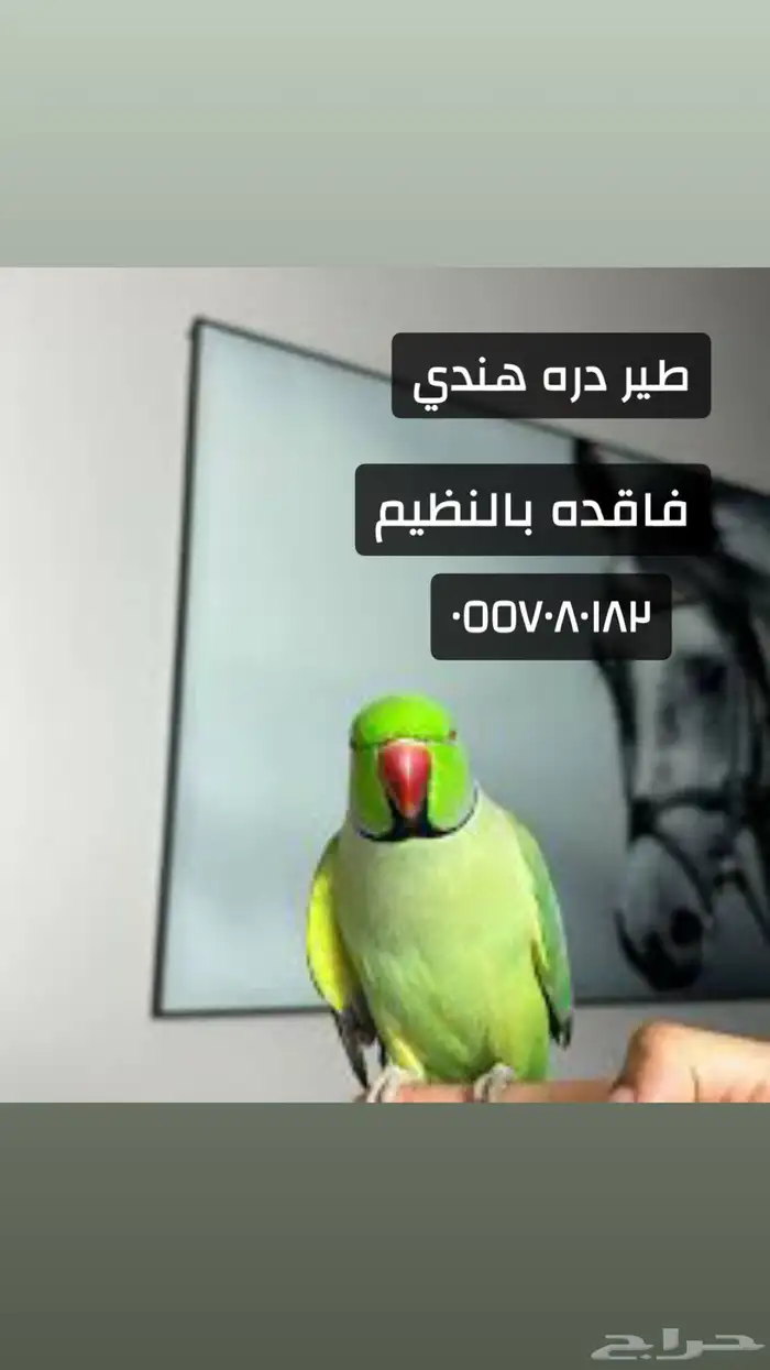 يااهل الشروق 0