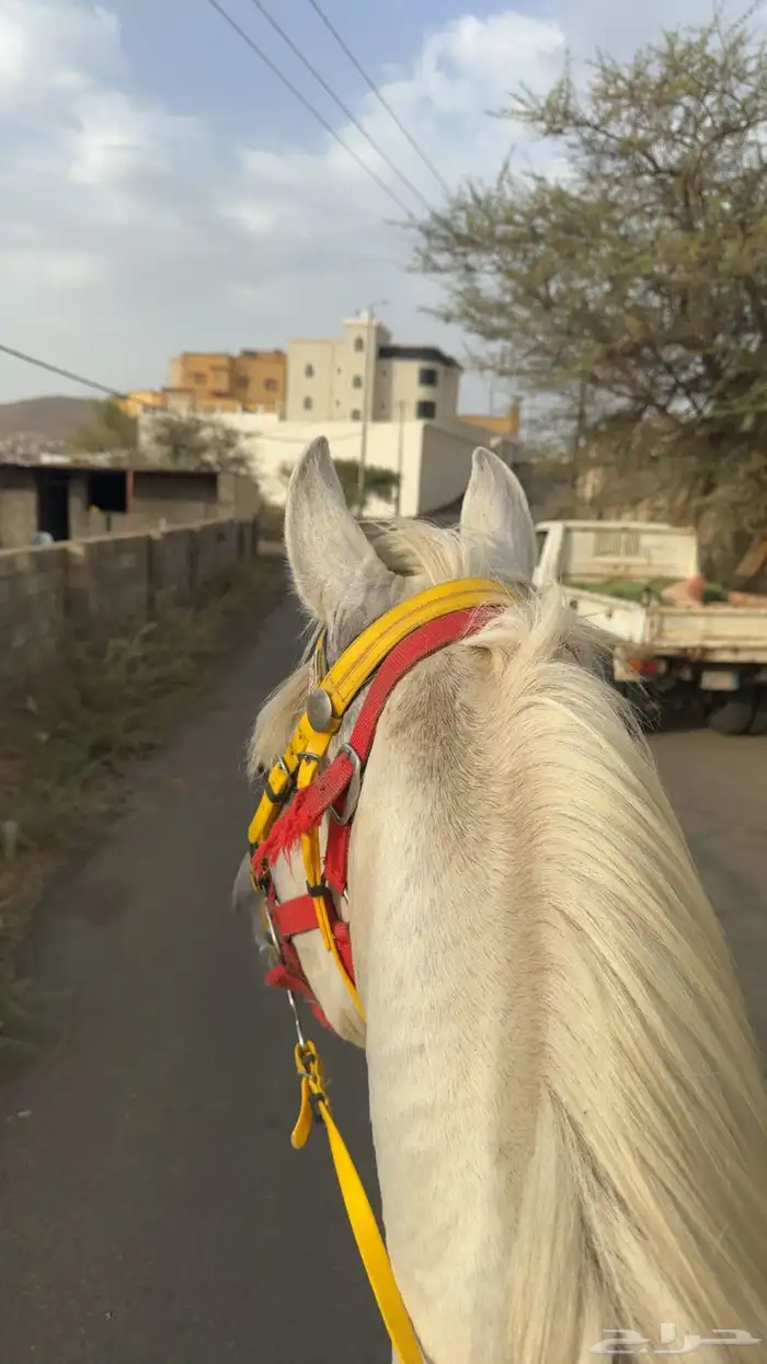 حصان شعبي كفووو 0