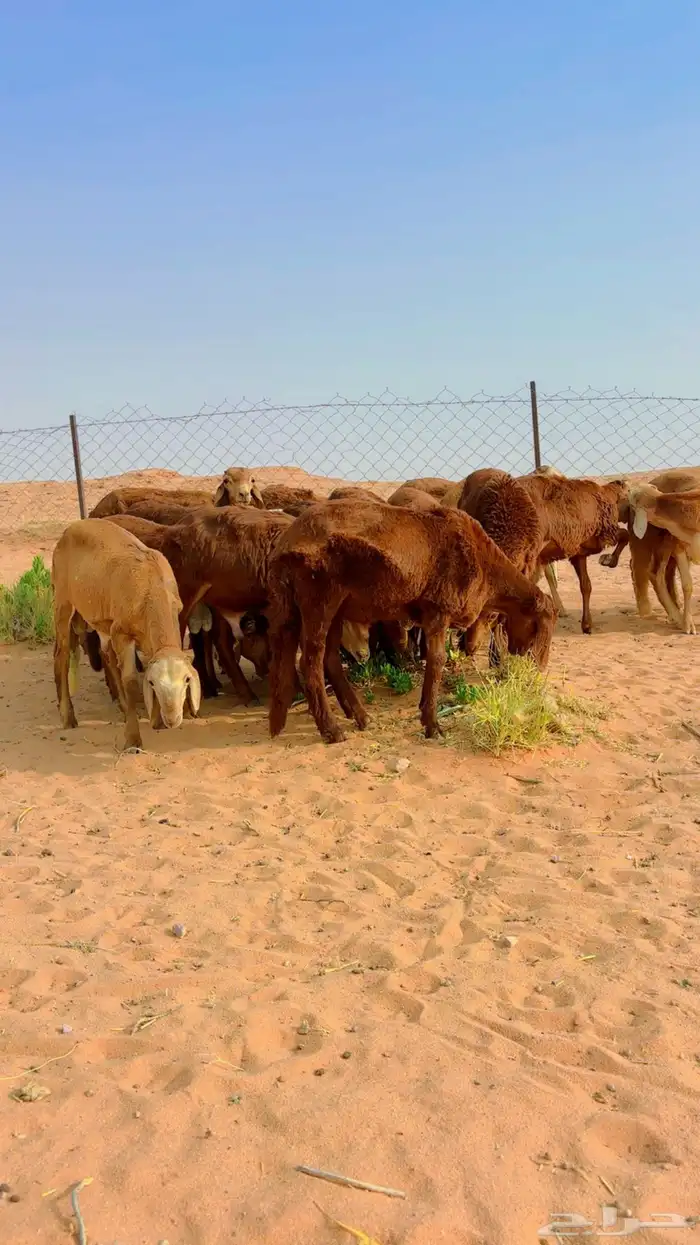 سواكن جذعان مرابي 0