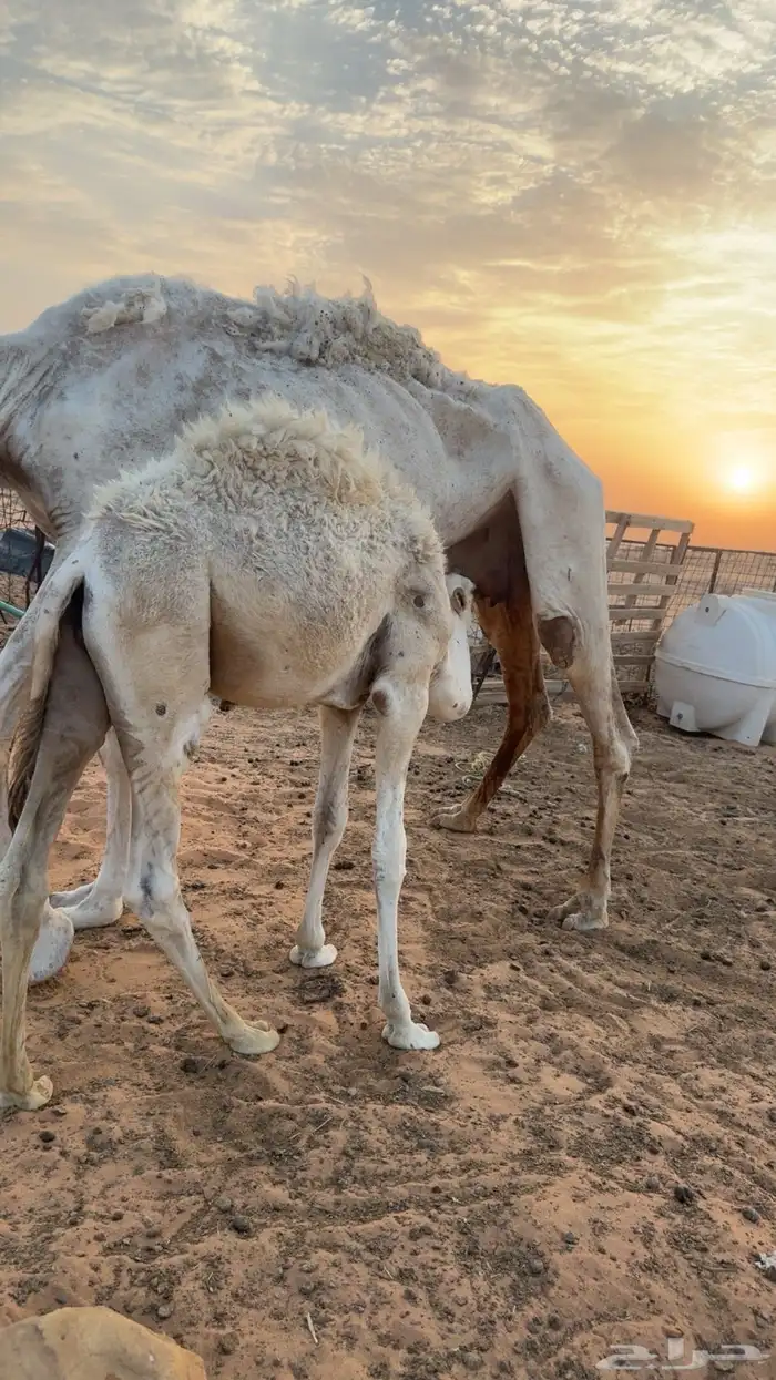 قعود حاشي للبيع 0
