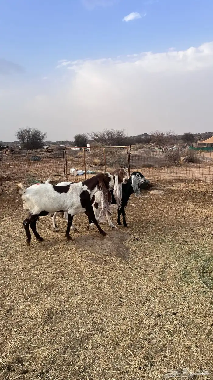 معزا هولندية 2