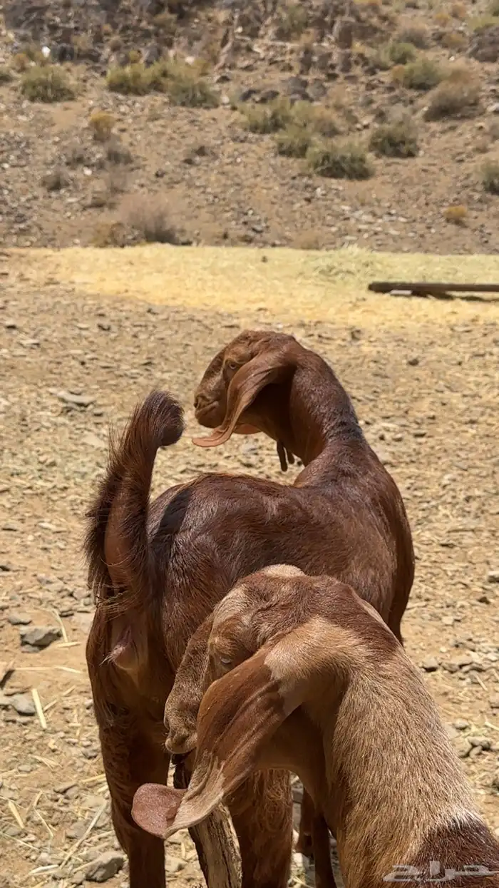 عنقان صنف للبيع 3