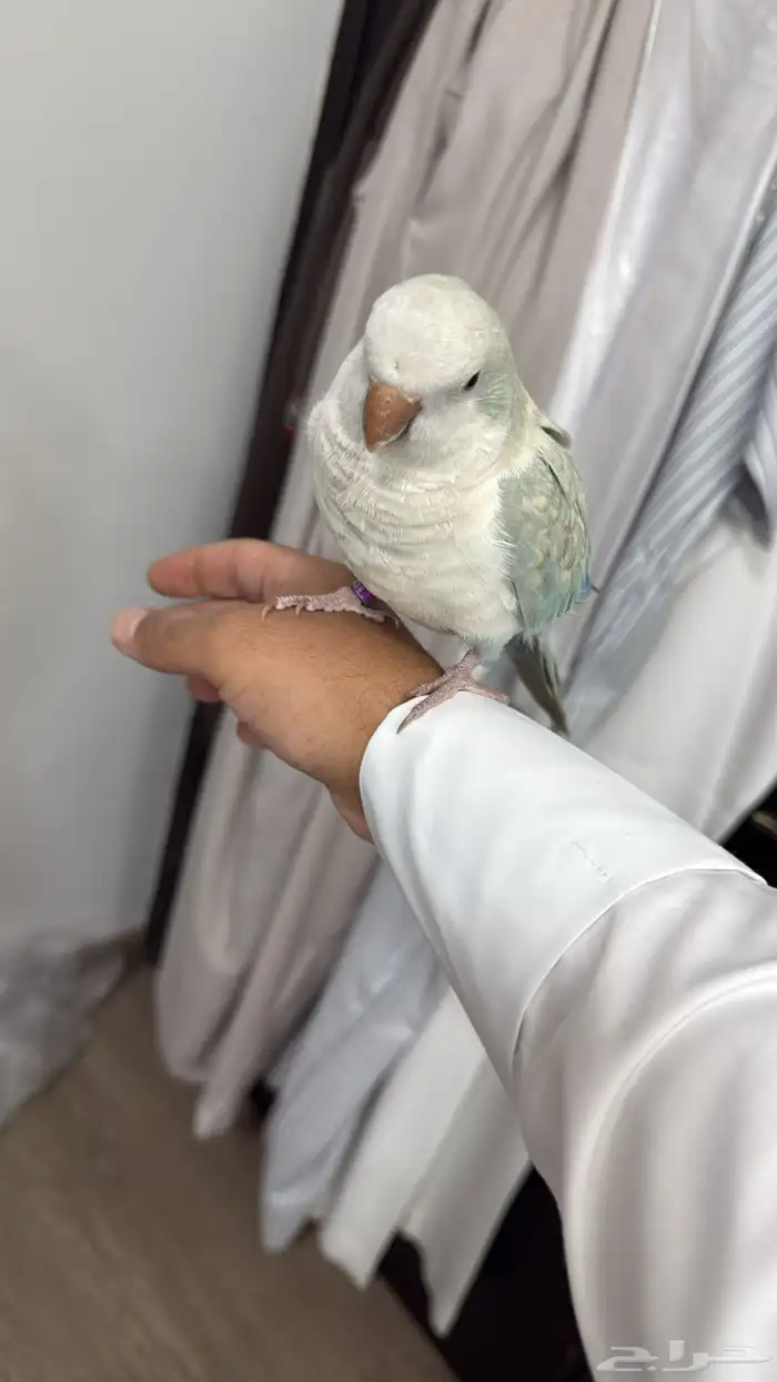 للبيع كويكر أليف هدد مزاجي 1
