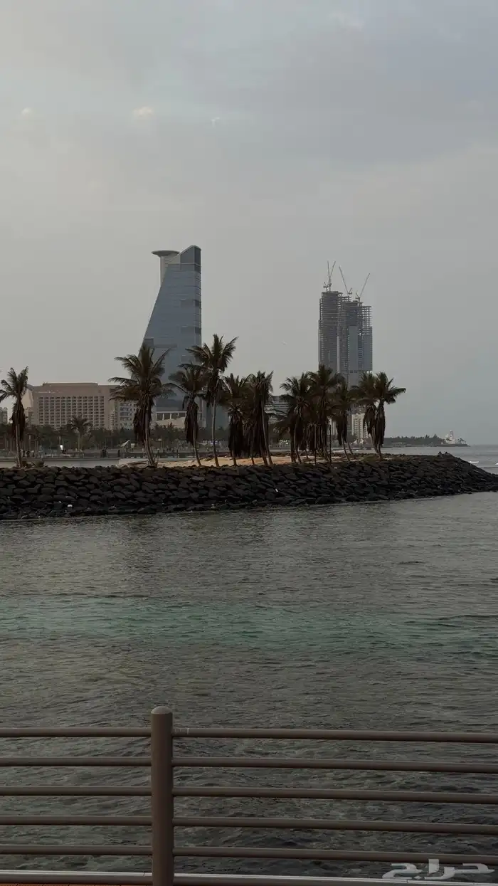ابي قطوة انثى للتبني بليز 0