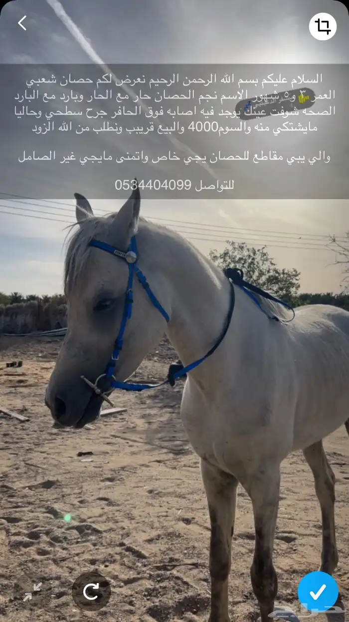 حصان شعبي العمر 3 سنين و5 شعور 0