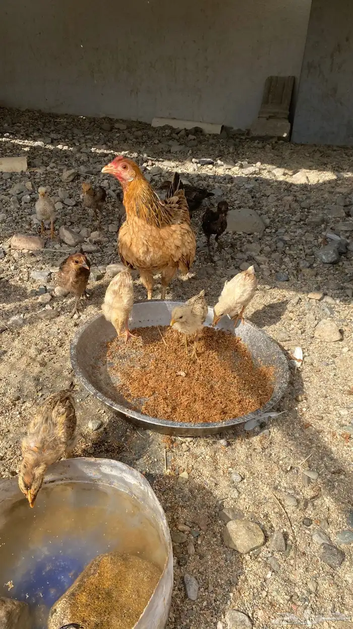 دجاجه معها 11 فرخ 0