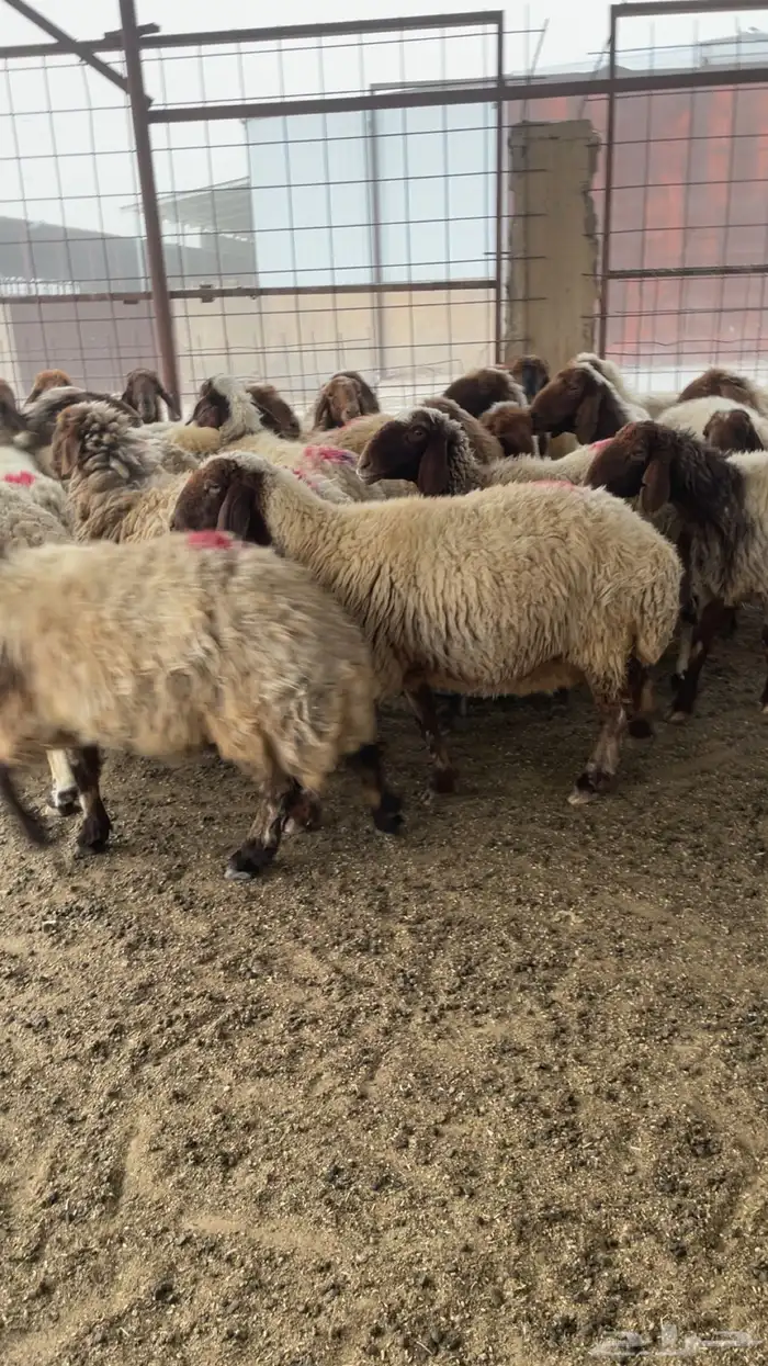 مضاريع العدد 30 راس شرط سن وديس 3