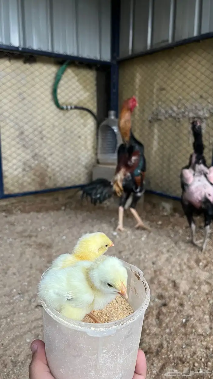 ديك شامو اوساكا نخبه 3
