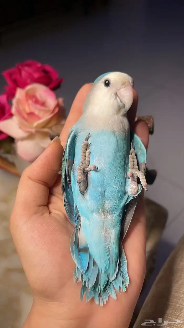 للبيع ببغاء الروز 1