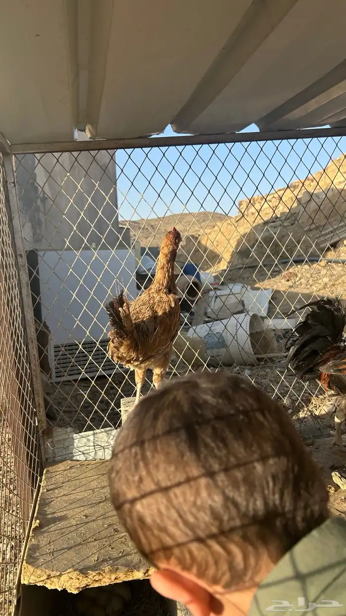 تم البيع 4