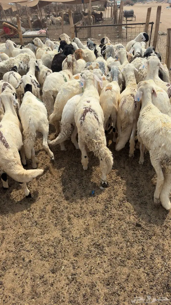 طليان سواكني مربا شهر 0