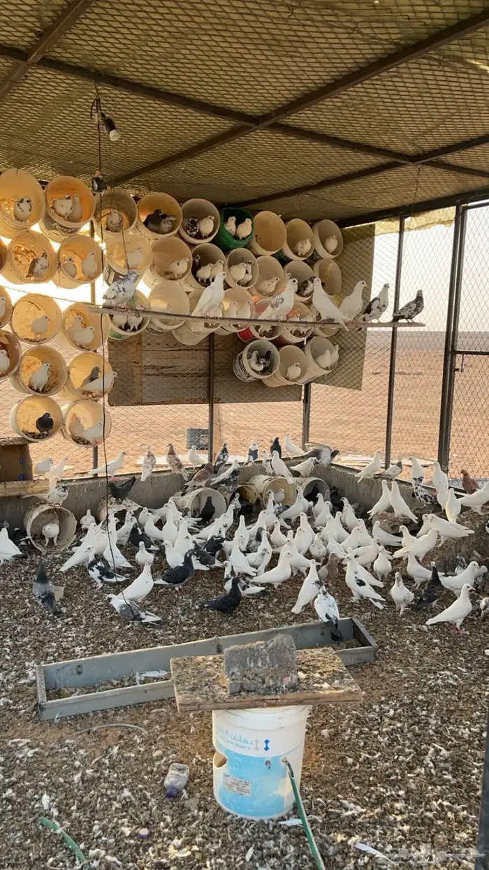 حمام البيع 0