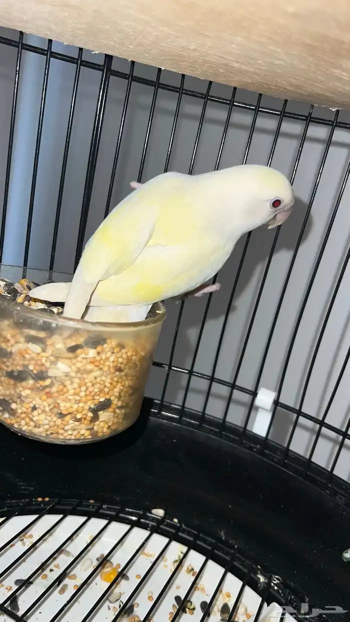 طيور روز ذكر و انثى مع قفص 5